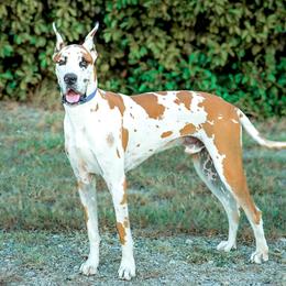 Great Danes from 5T Danes