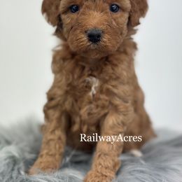 Dani - Red  female Goldendoodle puppy in Milford, Indiana from Railway Acres Kennel