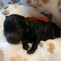 Mitchell - Black male Poodle puppy in Blanch, North Carolina from Faithful Hearts Kennel