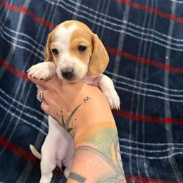 Peach - Piebald female Dachshund puppy in Groves, Texas from AH Doxies