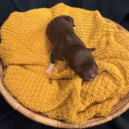 Chestnut - Red & white male Miniature Australian Shepherd puppy in Clarksville, Tennessee from Southern Oak Pups