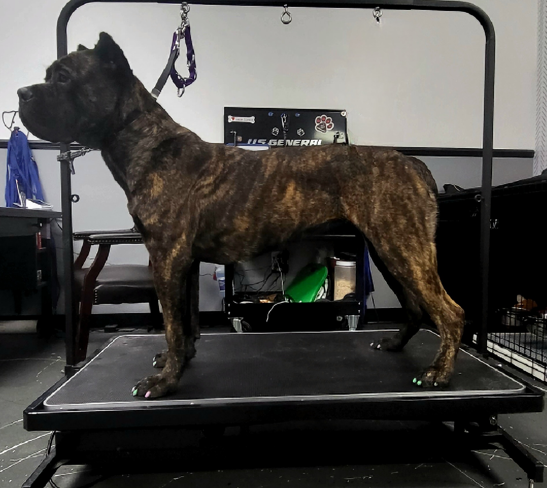 MAZIKEEN - Cane Corso puppy in Kimball, Michigan from Sicario Cane Corso