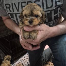 Starry - Black & tan tri-color female Maltipoo puppy in Everett, Washington from Meadows Ranch