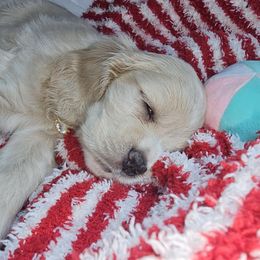 Cocker Spaniel Puppies from Timber Sunrise Cockers