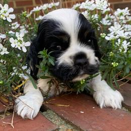 Doc - Black white and tan male Cocker Spaniel puppy in Gadsden, Alabama from Rich Cat’s