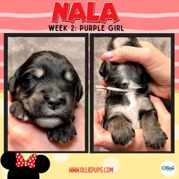 Nala (Purple) - female Golden Mountain Doodle puppy in Boiling Springs, South Carolina from OlliePups, LLC