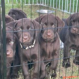 Boy 2 - Chocolate Labrador Retriever puppy in Hutto, Texas from Texas Bluebonnet Labs