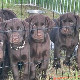 Boy 2 - Chocolate Labrador Retriever puppy in Hutto, Texas from Texas Bluebonnet Labs