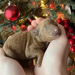 Crash - Red  male Goldendoodle puppy in Sugar City, Idaho from Idaho Sugar Doodle Pups