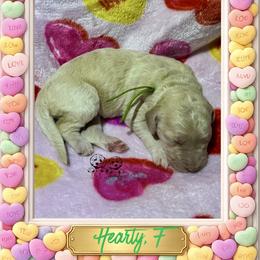 Heartly - Cream female Goldendoodle puppy in Simpsonville, South Carolina from D & D Golden Doodles, LLC