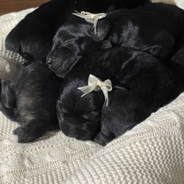Giant Schnauzer Puppies from Schnauzer Ranch