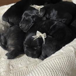 Giant Schnauzer Puppies from Schnauzer Ranch