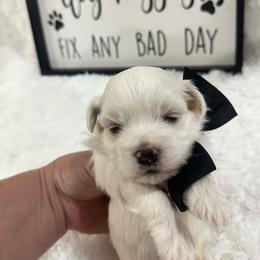 Nalu - White male Maltipoo puppy in Apple Valley, California from Boujeepups