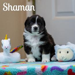 Shaman - Black tri-color female Australian Shepherd puppy in Benton City, Washington from Eventide Australian Shepherds