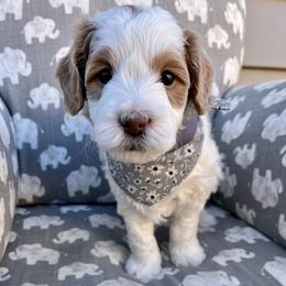 Gray Boy - Parti male Goldendoodle puppy in Greeley, Colorado from Millie Billie Doodles
