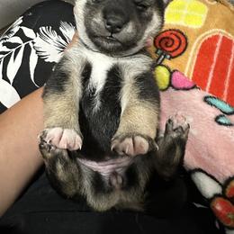 Reika - Black and tan female Shiba Inu puppy in Lehigh Acres, Florida from SWFL Happy Dogs