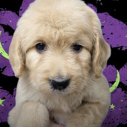 Daisy - Cream female Goldendoodle puppy in Mc Kinney, Texas from Safari Doodles