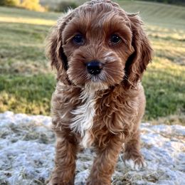 Cooper - Red and white male Cockapoo puppy in Roseville, California from Darby Park Doodles
