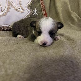 Red girl - Red female Pembroke Welsh Corgi puppy in Waxahachie, Texas from 4G Farms Corgi’s