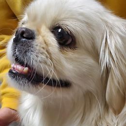 Pekingese from Pekeshow Pekes