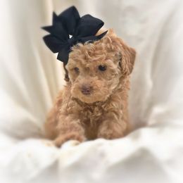 Poodle Puppies from Upper Echelon