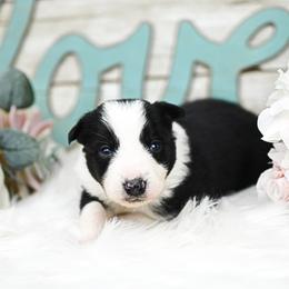 Border Collie, Bordoodle, and Maremma Sheepdog Puppies from 2J 2K Border Collies
