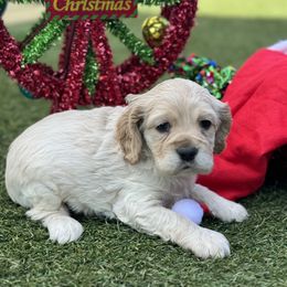 Catahoula Leopard Dog and Cocker Spaniel Puppies from Rich Cat’s