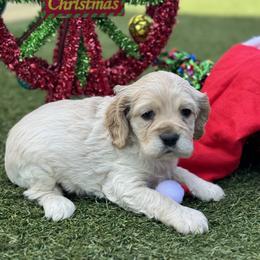 Catahoula Leopard Dog and Cocker Spaniel Puppies from Rich Cat’s