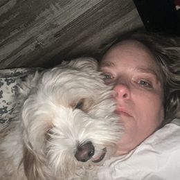 Lulu - Cavapoo