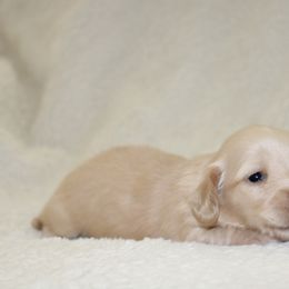 Frosty - Cream male Dachshund puppy in Fairfax, Iowa from Grayson’s Lovable Dachshunds
