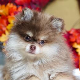 Honey - Black and tan female Pomeranian puppy in Santa Clarita, California from Hollywood Mini Pets
