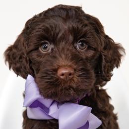 Purple Boy - Chocolate male Australian Labradoodle puppy in Statesville, North Carolina from Rose Cottage Labradoodles