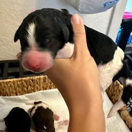 Navy blue collar - Tri-color male Bernedoodle puppy in Marlow, Oklahoma from Crider’s Critters