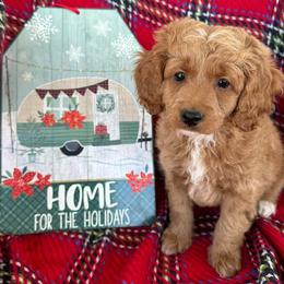 Aussiedoodle, Cockapoo, and Havapoo Puppies from Kaitlen Wood