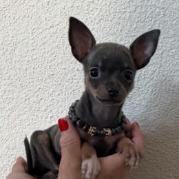 Extra tiny , Blue , 3700 - Blue fawn male Chihuahua puppy in Burleson, Texas from Tiny Diiamond Chihuahua Boutique
