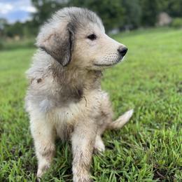 Boy 1 - male Great Pyrenees puppy in Midway, Tennessee from Heavenly Hills Great Pyrenees