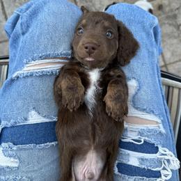 Dachshund Puppies from Twisted C’s Dachshunds