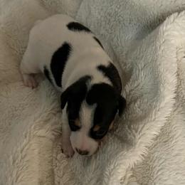 Midge - Black and white female Teddy Roosevelt Terrier puppy in Twin Falls, Idaho from Margo Lauritsen