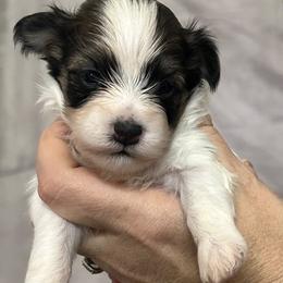 Holly - Black and white female Havanese puppy in Lawrenceville, Georgia from Alchemy Havanese