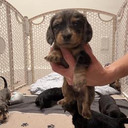 Phoebe - Dapple female Dachshund puppy in Miami, Florida from Teenie Bikini Weenies
