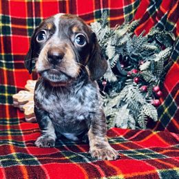 Hagrid - Chocolate and tan male Dachshund puppy in Stilwell, Oklahoma from MB’s Dachshunds