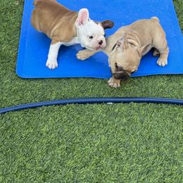 French Bulldog Puppies from Mosaic French Bulldogs
