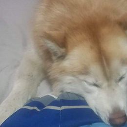 Pomeranians and Siberian Huskies from Duran's Huskies and Pomeranians