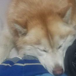 Pomeranians and Siberian Huskies from Duran's Huskies and Pomeranians