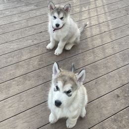 Alaskan Malamute Puppies from Alpenglow Alaskan Malamutes