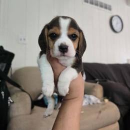Tally - Black tan and white female Beagle puppy in Greenwood, Missouri from Nukee's Beagles dachshunds Corgis