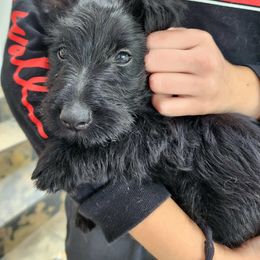 Scottish Terrier Puppies from Nicole's Scottish Terriers