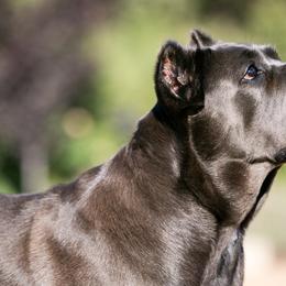 Cane Corso from Liberty Corsos