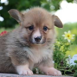 Otto - Red male Pembroke Welsh Corgi puppy in Pollock, Missouri from Northstar