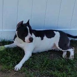 Selene - American Staffordshire Terrier